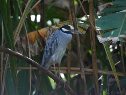 QueenVictoria2015-034